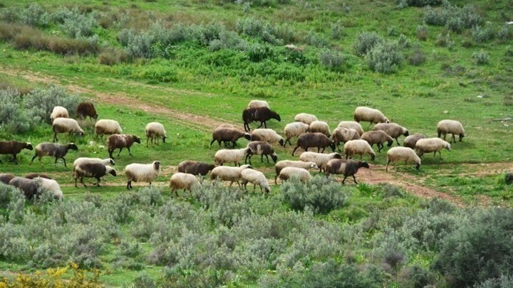 Greece officially regains status as a country free from peste des petits ruminants